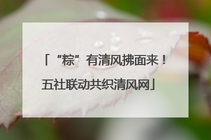 “粽”有清风拂面来！五社联动共织清风网