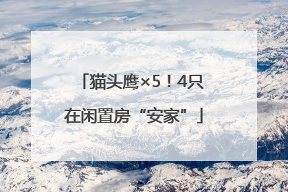 猫头鹰×5！4只在闲置房“安家”