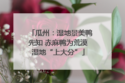 瓜州：湿地景美鸭先知 赤麻鸭为荒漠湿地“上大分”