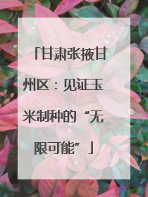 甘肃张掖甘州区：见证玉米制种的“无限可能”