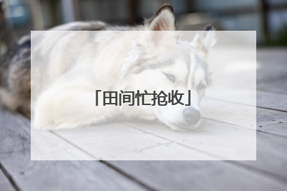田间忙抢收