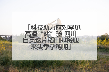 科技助力应对罕见高温“烤”验 四川自贡这片稻田即将迎来头季孕穗期