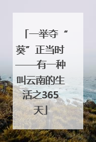 一举夺“葵”正当时——有一种叫云南的生活之365天