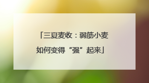 三夏麦收：弱筋小麦如何变得“强”起来