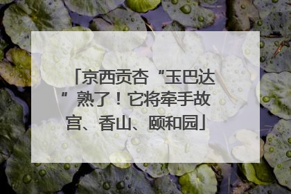 京西贡杏“玉巴达”熟了！它将牵手故宫、香山、颐和园