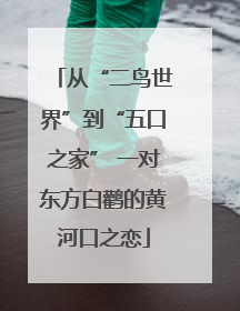 从“二鸟世界”到“五口之家” 一对东方白鹳的黄河口之恋