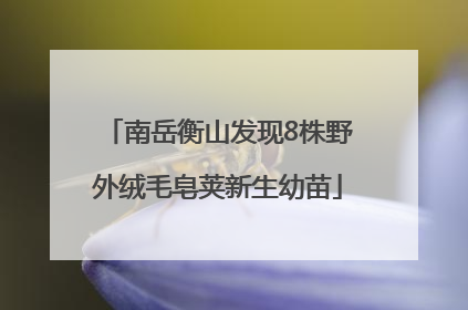 南岳衡山发现8株野外绒毛皂荚新生幼苗