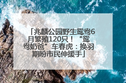 兆麟公园野生鸳鸯6月繁殖120只！“鸳鸯奶爸”车春虎：换羽期盼市民伸援手