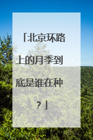 北京环路上的月季到底是谁在种？
