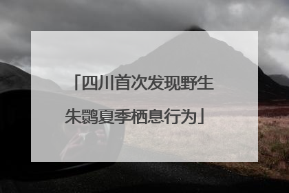 四川首次发现野生朱鹮夏季栖息行为