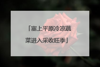 塞上平原冷凉蔬菜进入采收旺季