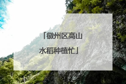 徽州区高山水稻种植忙
