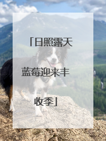 日照露天蓝莓迎来丰收季