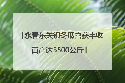 永春东关镇冬瓜喜获丰收 亩产达5500公斤