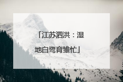 江苏泗洪：湿地白鹭育雏忙