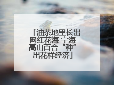 油茶地里长出网红花海 宁海高山百合“种”出花样经济