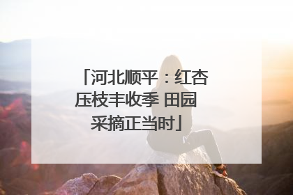 河北顺平：红杏压枝丰收季 田园采摘正当时