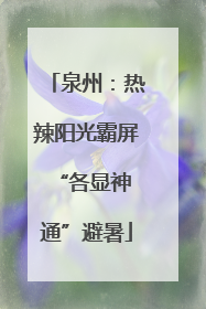 泉州：热辣阳光霸屏 “各显神通”避暑