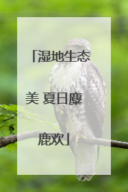 湿地生态美 夏日麋鹿欢