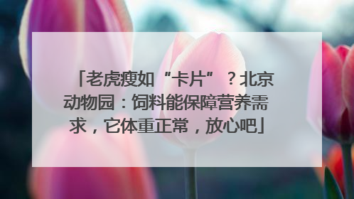 老虎瘦如“卡片”？北京动物园：饲料能保障营养需求，它体重正常，放心吧