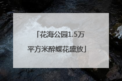 花海公园1.5万平方米醉蝶花盛放