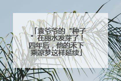 袁爷爷的“种子”在丽水发芽了！四年后，他的禾下乘凉梦这样延续