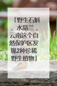 野生石斛、水晶兰，云南这个自然保护区发现2种珍稀野生植物