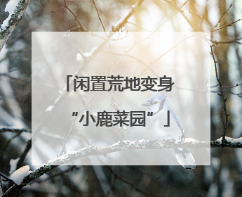 闲置荒地变身“小鹿菜园”