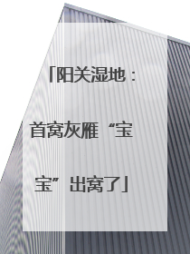 阳关湿地：首窝灰雁“宝宝”出窝了