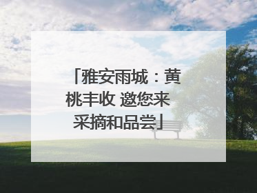 雅安雨城：黄桃丰收 邀您来采摘和品尝