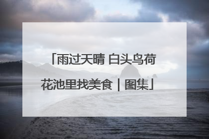 雨过天晴 白头鸟荷花池里找美食｜图集