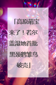 高原萌宝来了！若尔盖湿地首批黑颈鹤雏鸟破壳
